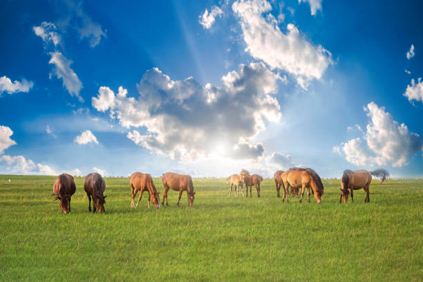 초원과 대초원의 말 - horse panoramic scenics prairie 뉴스 사진 이미지