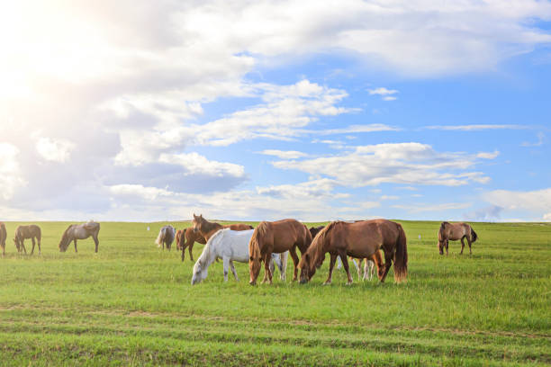pferde auf der wiese und prärie - horse panoramic scenics prairie stock-fotos und bilder