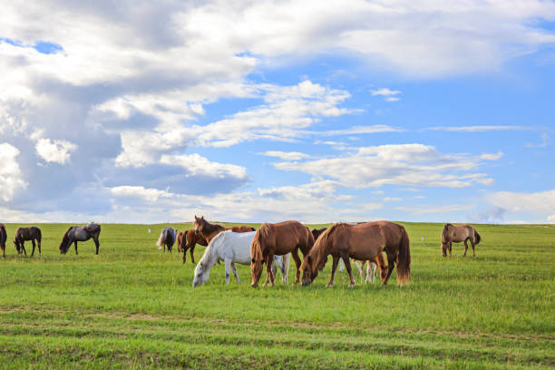 Small green glade with small horse walking and eating at cloudy afternoon