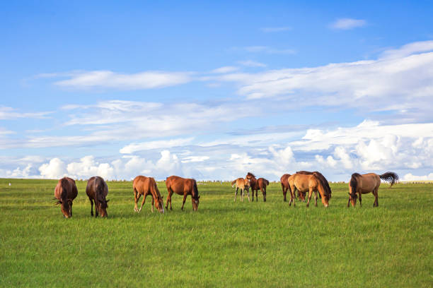 pferde auf der wiese und prärie - horse panoramic scenics prairie stock-fotos und bilder