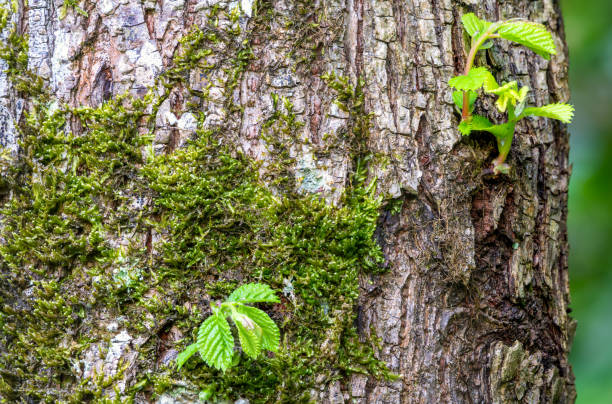 Young green shoots on the trunk of an old tree. Young sprout on an old brown trunk in the rays of the spring sun. Soft blur background.