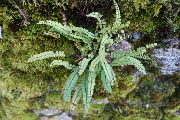 istock Fern growing on a stone wall  Stone fencing covered with vegetable moss 1188540655