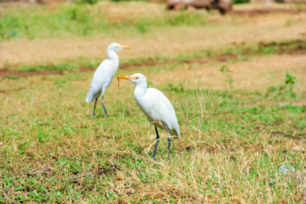 istock Flamingo birds standing in grass field 1188542457
