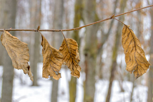 Dried up, dead tree leaves clinging to a branch in winter.