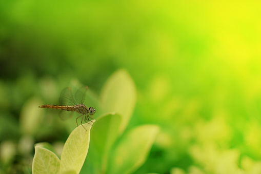 dragonfly on the leaf in the greenery garden using as a background or wallpaper.