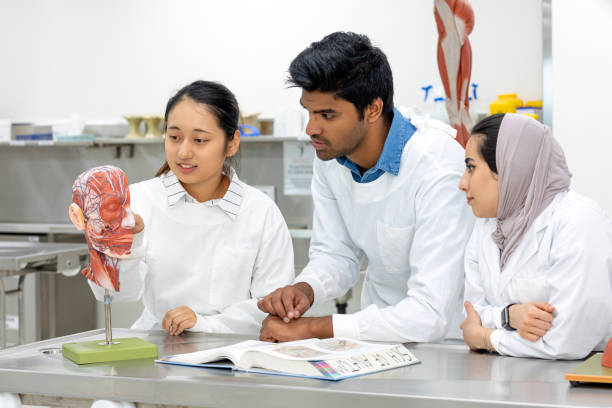 Medical Students Working Together In University Lab Diverse group of multi-ethnic international medical students studying anatomy in university lab anatomist photos stock pictures, royalty-free photos & images