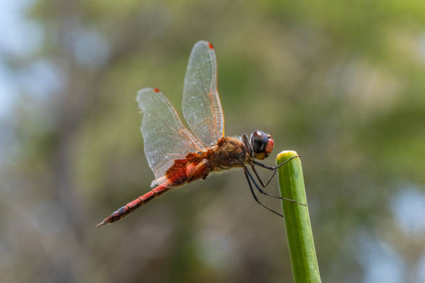 A red dragonfly sitting on a plant stem stock photo