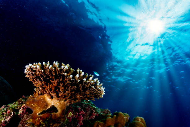 A diver passes over a large sea fan along the wall of Sawa Utara - Wakatobi, Indonesia.