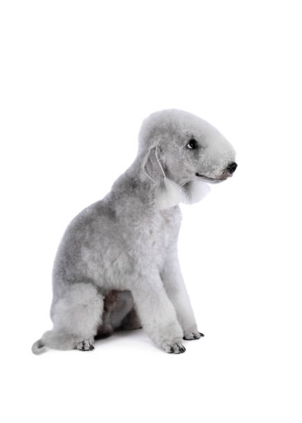 istock Lovely Bedlington Terrier dog sitting in the studio over white 1188550982