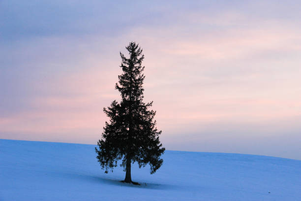 istock Pine trees standing in a snowy field, Biei-cho 1188551121