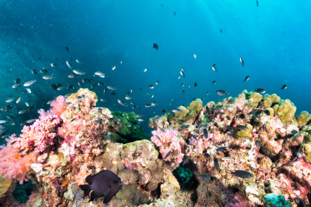 istock Vibrant underwater coral reef biodiversity natures carbon capture system 1188551141