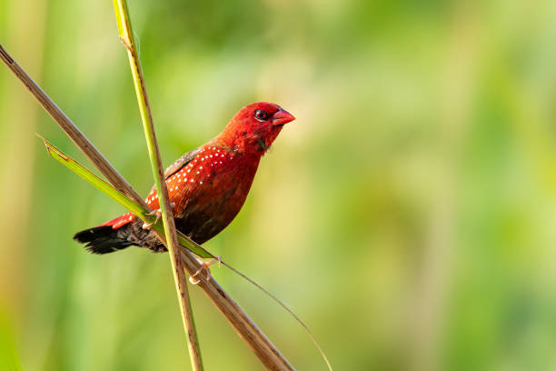 istock Red Avadavat perching on grass stem looking into a distance 1188551200