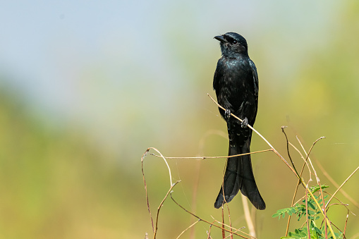 Crow-billed Drongo perching on a small perch looking into a distance