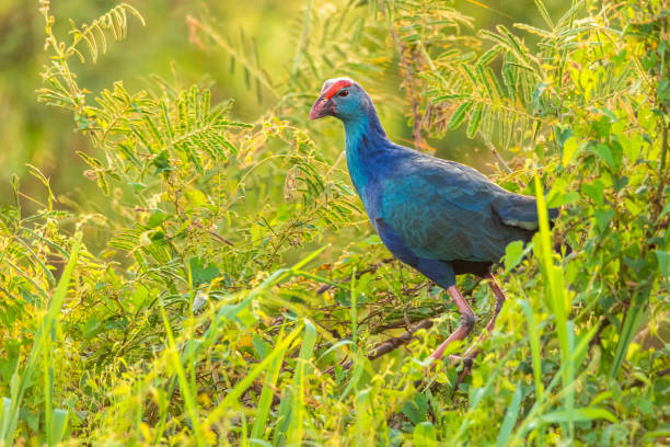 istock Purple Swamphen perching on a shrub looking into a distance 1188551763