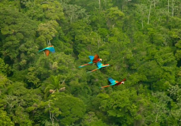The flight of macaws Four macaws flying over the Amazon rainforest green winged macaw stock pictures, royalty-free photos & images