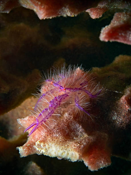 istock Pink Squat Lobster, Rosa Springkrabbe (Lauriea siagiani) 1188553019