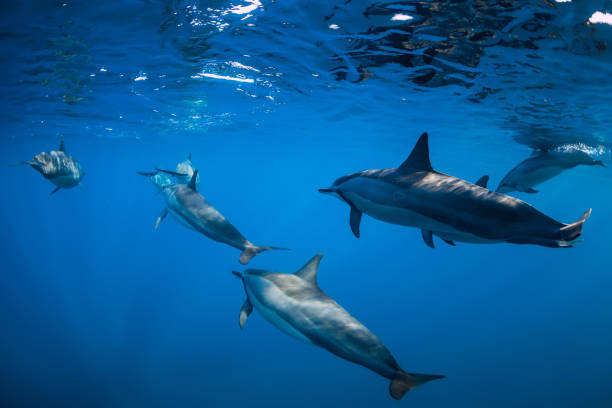 istock Spinner dolphins swimming in Indian ocean at Mauritius island 1188554488