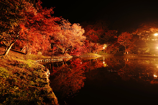 Scenery of autumn leaves in Yujaku Park shining with lighting