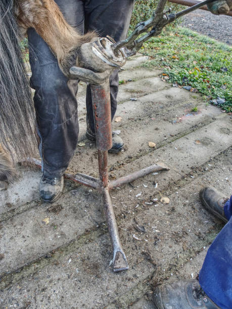 istock Horse farm stuff clearing and cutting hoof. 1188555496