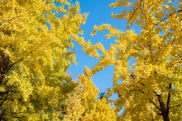 istock Autumn street with yellow maple leaves. 1188557286