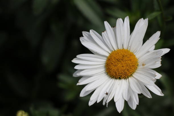 istock natural beauty inspires hope 1188557381
