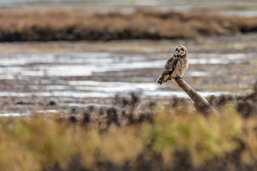 short-eared owl perching on a wooden pole at Boundary Bay Beach, Delta, BC, Canada