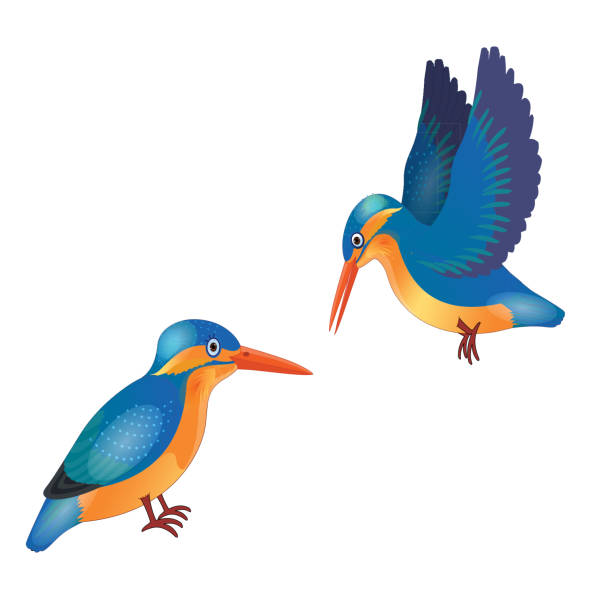 ilustrações, clipart, desenhos animados e ícones de pássaro do kingfisher - imagem do vetor - bird feeder illustrations