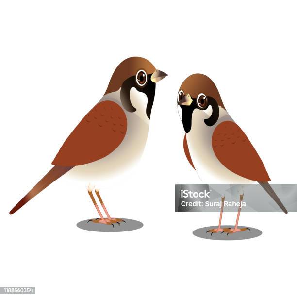 Sparrow Bird Vector Image Stock Illustration - Download Image Now - Sparrow,  Birdhouse, Cartoon - iStock