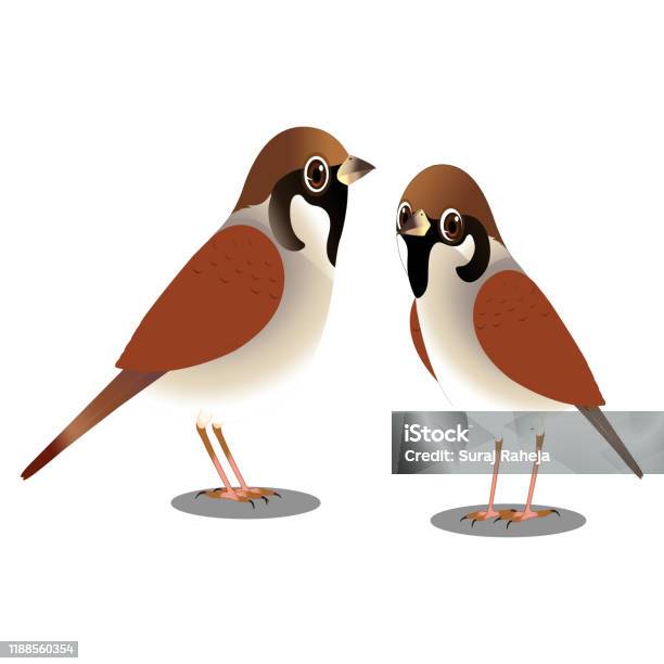 Sparrow Bird Vector Image Stock Illustration - Download Image Now - Sparrow, Birdhouse, Cartoon - iStock Sparrow Bird Vector Image Stock Illustration - Download Image Now - Sparrow, Birdhouse, Cartoon - iStock