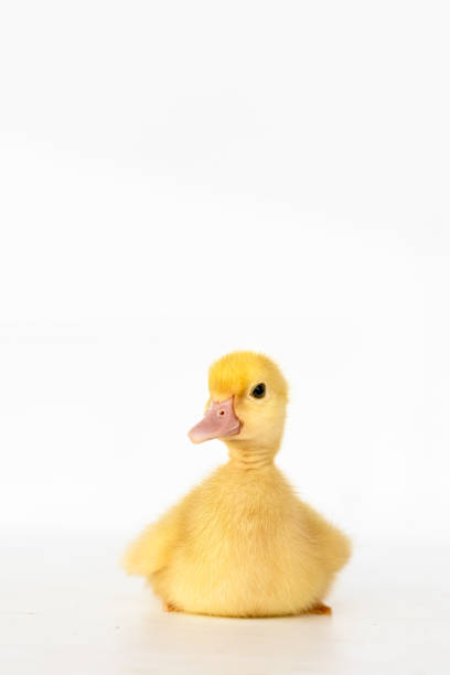 istock lovely yellow duck on white background isolated. 1188560379