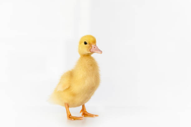 istock lovely yellow duck on white background isolated. 1188560396