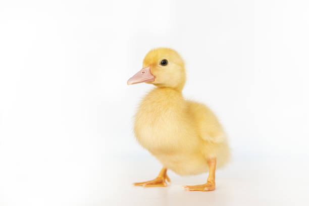 istock lovely yellow duck on white background isolated. 1188560419