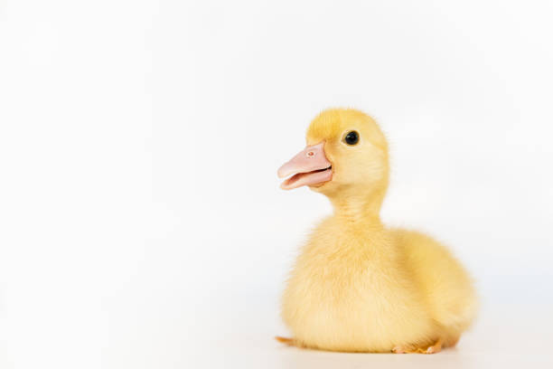 istock lovely yellow duck on white background isolated. 1188560421