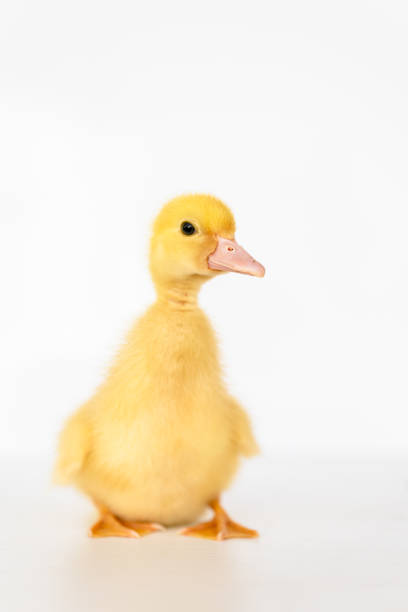 istock lovely yellow duck on white background isolated. 1188560457