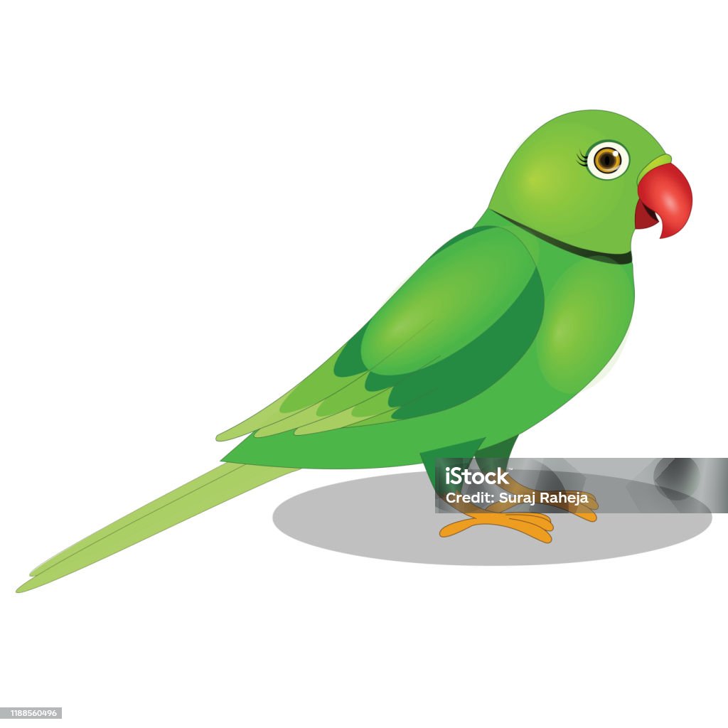 Parrot Vector Image Stock Illustration - Download Image Now ...