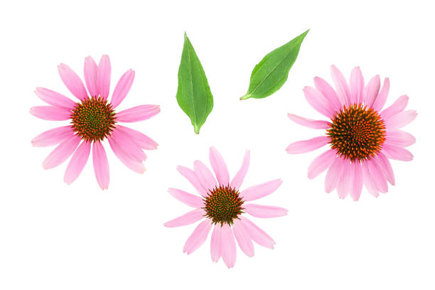 istock Coneflower or Echinacea purpurea isolated on white background, Top view. Flat lay. 1188560554