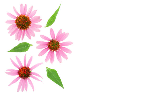istock Coneflower or Echinacea purpurea isolated on white background with copy space for your text. Top view. Flat lay 1188560557