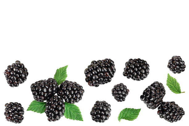 istock blackberry with leaf isolated on a white background. With copy space for your text. Top view. Flat lay 1188560558