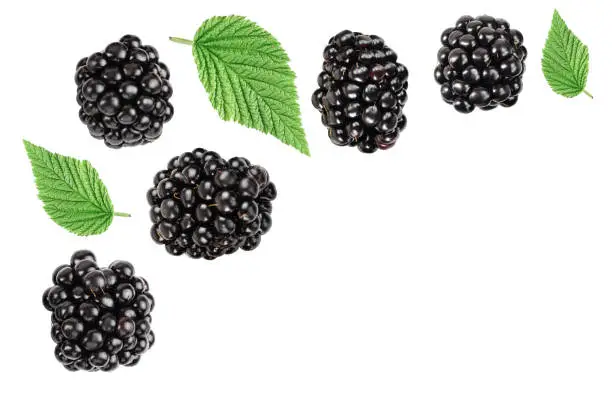 Photo of blackberry with leaf isolated on a white background. With copy space for your text. Top view. Flat lay