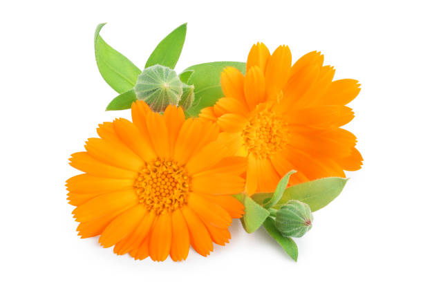 istock Calendula. Marigold flower isolated on white background 1188560568