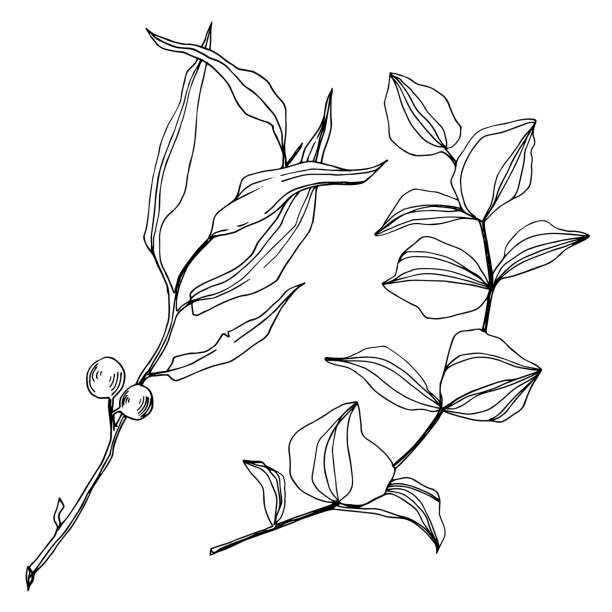 illustrations, cliparts, dessins animés et icônes de feuilles d'arbre d'eucalyptus de vecteur. art d'encre gravé noir et blanc. élément isolé d'illustration d'eucalyptus. - decorative feature