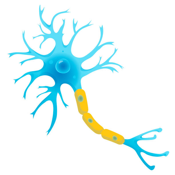 illustrazioni stock, clip art, cartoni animati e icone di tendenza di struttura neuronale, illustrazione vettoriale piatta delle cellule nervose - nerve cell illustrations