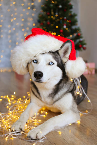 istock Cute domestic pet over festive winter themed background. 1188568736