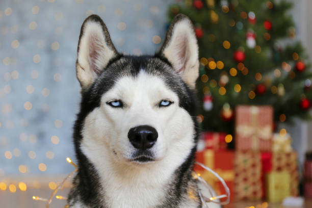 istock Cute domestic pet over festive winter themed background. 1188568770