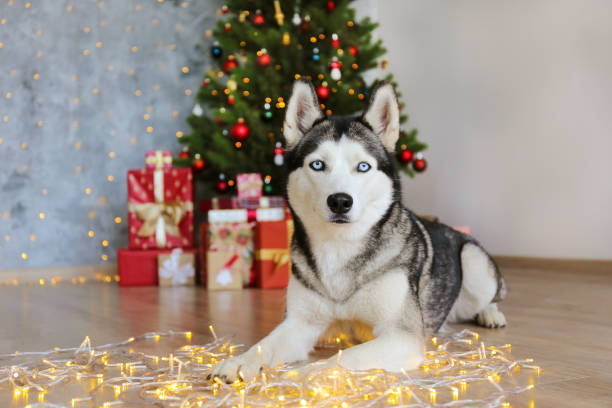 istock Cute domestic pet over festive winter themed background. 1188568783
