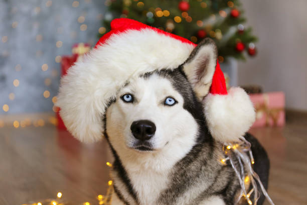 istock Cute domestic pet over festive winter themed background. 1188568813