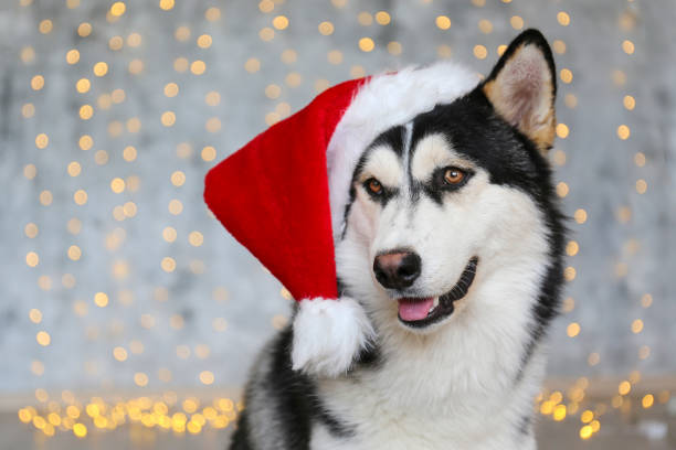 istock Cute domestic pet over festive winter themed background. 1188568850