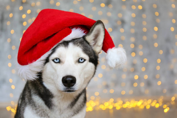 istock Cute domestic pet over festive winter themed background. 1188568852