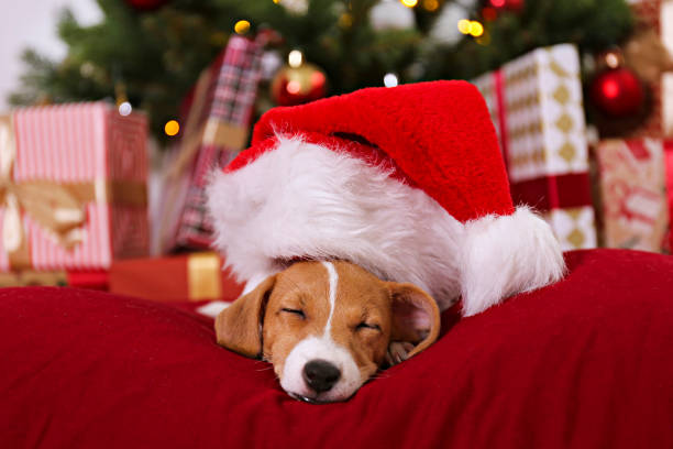 istock Cute domestic pet over festive winter themed background. 1188569671