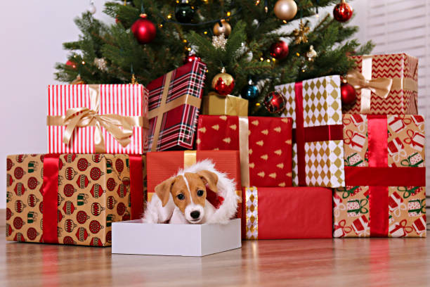 istock Cute domestic pet over festive winter themed background. 1188569677